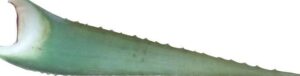 como usar el aloe vera