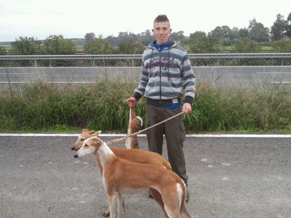 cinta andadora para galgos de segunda